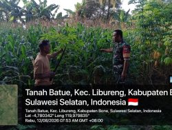 Babinsa Koramil 1407-14/Libureng Kodim Bone Dampingi Petani Pantau Tanaman Jagung