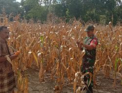 Babinsa Kodim Bone Koramil 1407-05/Ulaweng Laksanakan Kegiatan Ketahanan Wilayah Bersama Warga