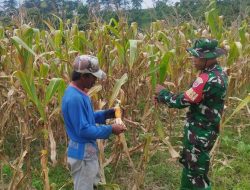 Dekat Dengan Petani, Babinsa Ponre Kodim 1407/Bone Jalin Komsos Di Tengah Lahan Jagung