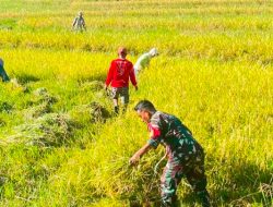 Semangat Gotong Royong, Babinsa Posramil Patimpeng Koramil 1407-19/Kahu Bantu Petani Panen Padi Di Patimpeng