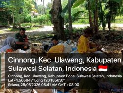 Panen Jagung Bersama Warga, Babinsa Koramil Ulaweng Kodim 1407/Bone Perkuat Sinergi TNI Dan Petani