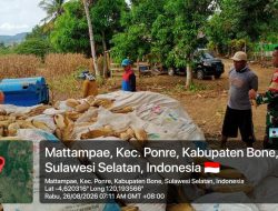 Babinsa Kodim 1407/Bone Koramil Ponre Aktif Dukung Petani, Bantu Panen Jagung Di Mattampae