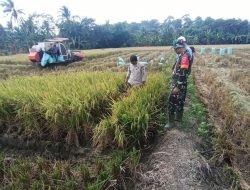 Babinsa Koramil 01/Ajangale Kodim 1407/Bone Dampingi Panen Raya Padi di Desa Opo