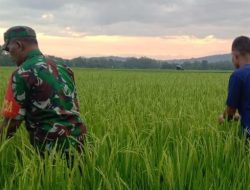 Pastikan Pertumbuhan Optimal, Babinsa Koramil 20/Bontocani Kodim Bone Dampingi Petani Pantau Tanaman Padi
