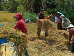 Dukung Ketahanan Pangan, Babinsa Kajuara Kodim 1407/Bone Dampingi Petani Saat Panen Padi
