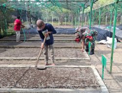 Babinsa Koramil 16/Tonra Kodim 1407/Bone Aktif Dukung Budidaya Kakao Bersama Warga