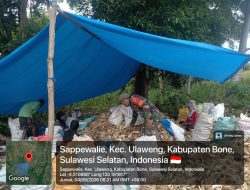 Semangat Gotong Royong, Babinsa Ulaweng Kodim Bone  Bersama Warga Lakukan Pengelupasan Kulit Jagung