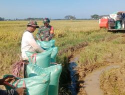 Babinsa Koramil Tonra Kodim 1407/Bone Dampingi Petani Saat Panen Padi Di Desa Libureng