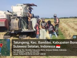 Panen Padi Di Talungeng, Babinsa Koramil Barebbo Kodim 1407/Bone Hadir Berikan Pendampingan Kepada Petani