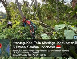 Babinsa Koramil 04/Tellusiatinge Kodim 1407/Bone Turun Ke Kebun, Dampingi Warga Rawat Tanaman Kelapa