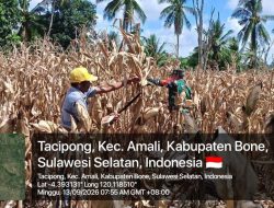 Babinsa Koramil 05 Ulaweng Kodim 1407/Bone Menyatu Dengan Aktivitas Petani Saat Panen Jagung Di Ta’cipong