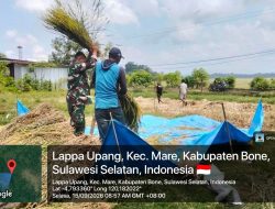 Babinsa Koramil Mare Kodim 1407/Bone Turun Ke Sawah, Bantu Petani Panen Padi Di Lappa Upang
