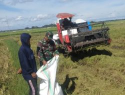 Bersama Petani Di Sawah, Babinsa Koramil Dua Boccoe Kodim Bone Gotong Royong Melaksanakan Panen Padi Di Dusun 1 Desa Matajang
