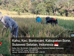 Sinergi Bersama Petani, Babinsa Bontocani Kodim 1407/Bone Dampingi Kegiatan Panen Padi Di Wilayah Binaan Kelurahan Kahu