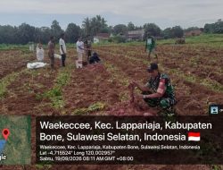 Bersama Warga Di Lahan Pertanian, Babinsa Awangpone Dampingi Panen Ubi Sebagai Wujud Dukungan Terhadap Ketahanan Pangan