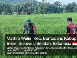 Babinsa Koramil 20/Bontocani Kodim 1407/Bone Dampingi Petani, Pastikan Perkembangan Tanaman Padi Tetap Optimal