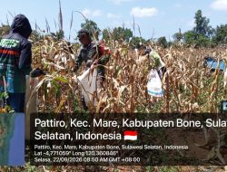 Dukung Swasembada Pangan, Babinsa Koramil Mare Kodim 1407/Bone Dampingi Petani Hingga Panen Jagung