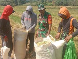 Dukung Ketahanan Pangan, Babinsa Koramil 10/Ponre Dampingi Dan Bantu Petani Panen Padi Di Desa Bolli