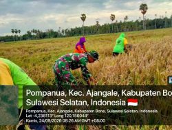 Dukung Petani, Babinsa Koramil Ajangale Kodim 1407/Bone Bantu Warga Panen Padi di Desa Sengeng Palie