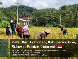 Babinsa Koramil Bontocani Kodim 1407/Bone Dampingi Warga Saat Panen di Kelurahan Kahu