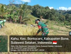 Dari Sawah Untuk Ketahanan Pangan, Babinsa Bontocani Kodim 1407/Bone Bantu Warga Panen Padi