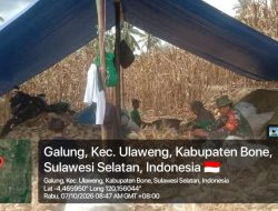 Dari Ladang Untuk Ketahanan Pangan, Babinsa Ramil 05 Ulaweng Kodim 1407/Bone Dampingi Petani Panen Jagung