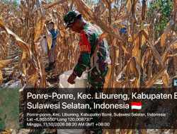 Dekat Dengan Petani, Babinsa Libureng Kodim 1407/Bone Ikut Rasakan Semangat Panen Jagung