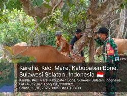 Langkah Preventif Cegah PMK, Babinsa Koramil 15 Mare Kodim Bone Dampingi Petugas Di Lapangan