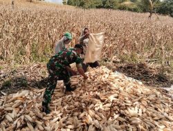 Bukan Sekadar Panen, Babinsa Desa Laponrong Koramil Ulaweng Perkuat Ketahanan Wilayah Lewat Panen Jagung Bersama Warga
