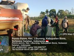 Dukung Aktivitas Pertanian Warga, Babinsa Koramil 14 Libureng Kodim 1407 Bone Turun Langsung Ke Lokasi Panen