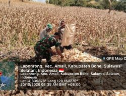 Bukan Sekadar Panen, Babinsa Desa Laponrong Koramil Ulaweng Perkuat Ketahanan Wilayah Lewat Panen Jagung Bersama Warga