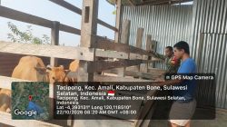Perkuat Pendampingan Peternak, Babinsa Ramil 05-Ulaweng Kunjungi Lokasi Ternak Sapi Di Taccipong