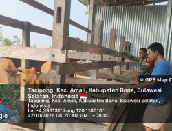Perkuat Pendampingan Peternak, Babinsa Ramil 05-Ulaweng Kunjungi Lokasi Ternak Sapi Di Taccipong