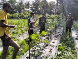 Bersama Petani Merawat Tanaman, Babinsa Koramil 15/Mare Kodim Bone Perkuat Semangat Ketahanan Pangan