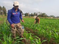 Perkuat Pendampingan Petani, Babinsa Ramil Ulaweng Kodim 1407/Bone Bantu Perawatan Jagung di Wilayah Binaan