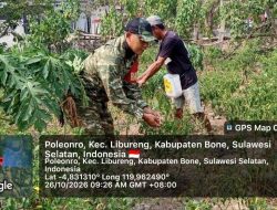 Ringankan Pekerjaan Petani, Babinsa Poleonro Koramil 14/Libureng Kodim 1407/Bone Hadir Membantu Panen Cabai